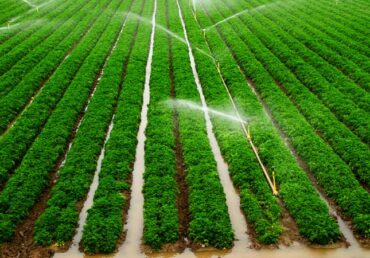 What is irrigation?