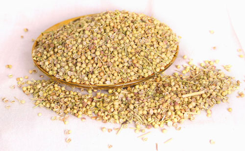 Coriandrum sativum L / parsley